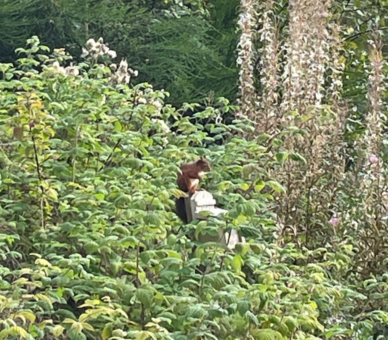 Red Squirrel Pod With Hot Tub Villa Oban Exterior foto
